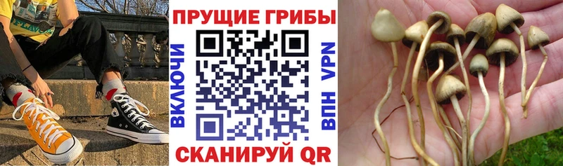 Псилоцибиновые грибы прущие грибы  Пудож 